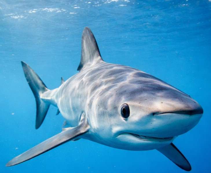 Basking Blue Sharks Yorkshire Coast